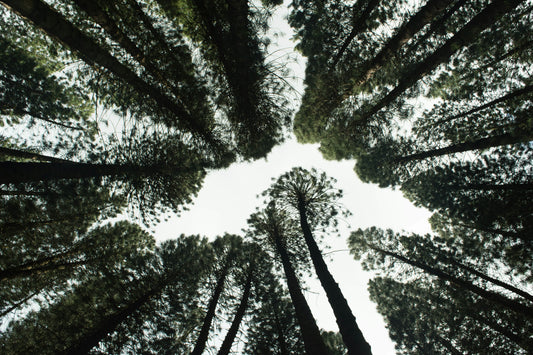 Visual upward of tree canopy from the forest floor
